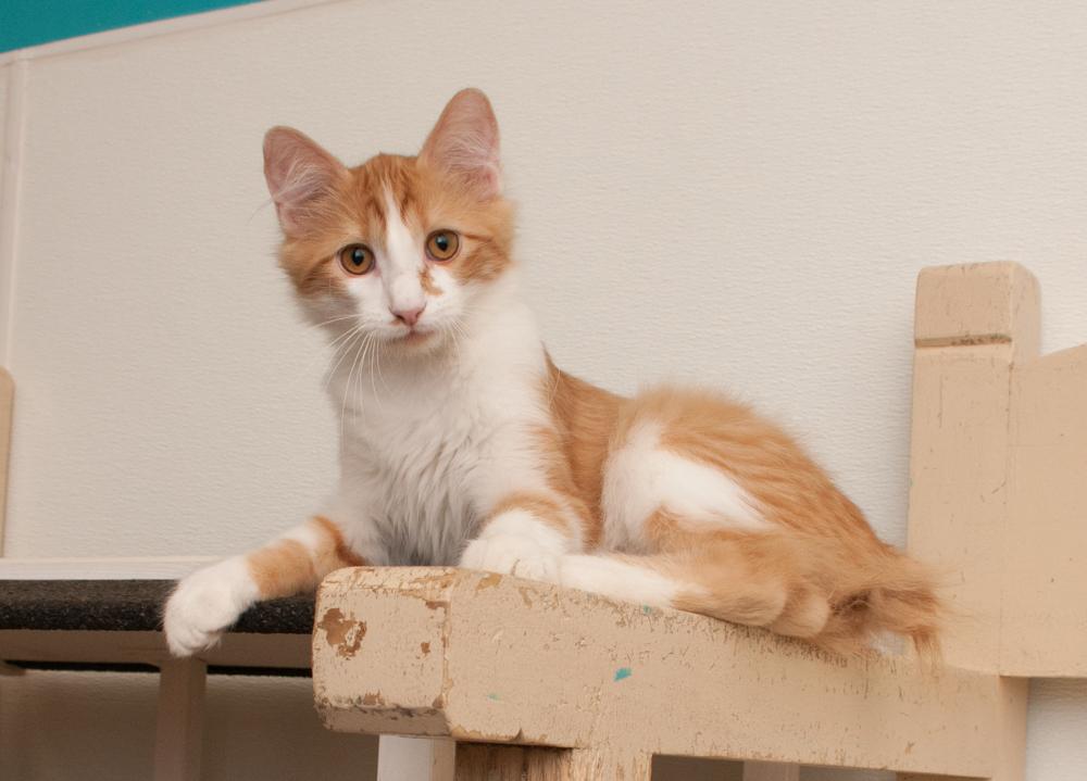 Enlarge Mango ( adopted with Saffron), a Adopted Tabby in Westminster, CO image 3/5