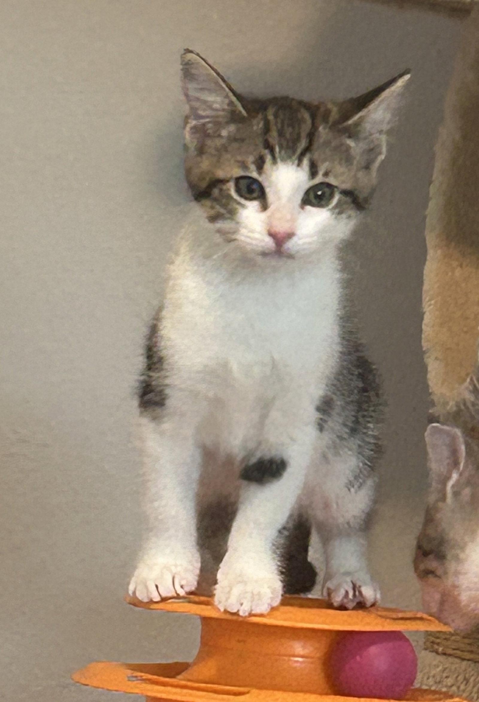 Storm 2.28.26, Adoptable, Kitten Female Domestic Short Hair.