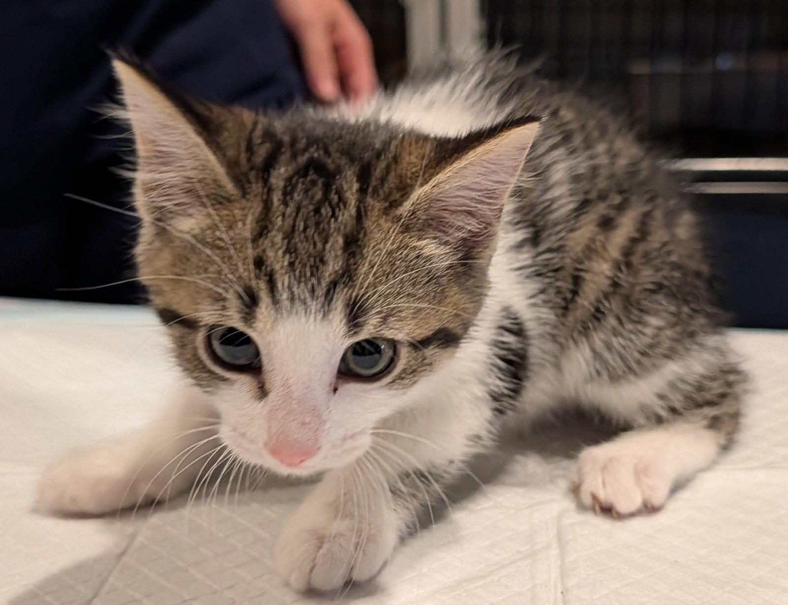 Enlarge Storm 2.28.26, a Adoptable Domestic Short Hair in Apopka, FL image 2/3
