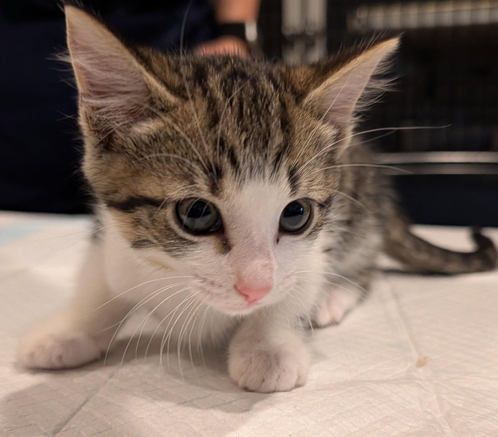 Enlarge Storm 2.28.26, a Adoptable Domestic Short Hair in Apopka, FL image 3/3
