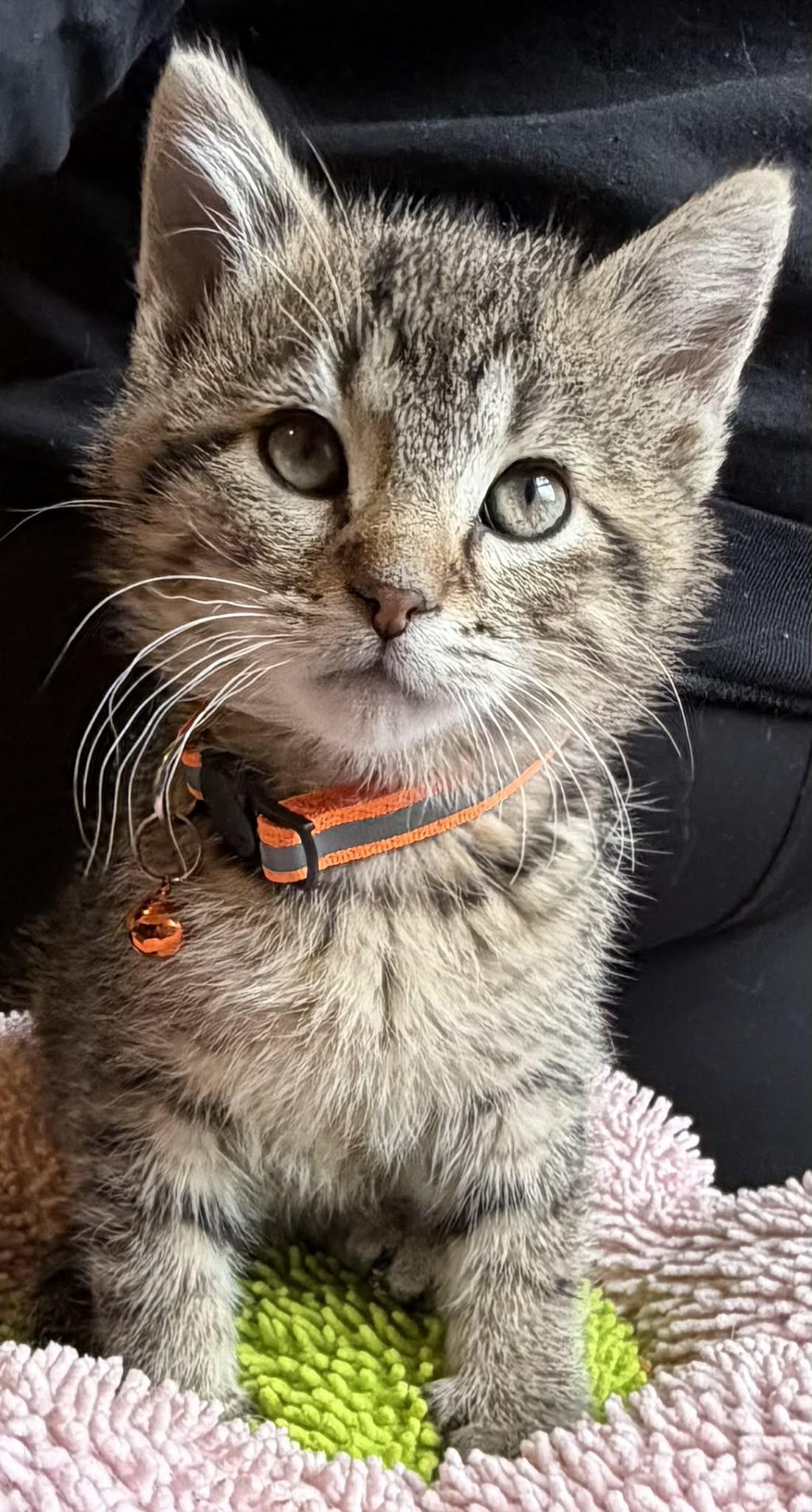 Miles Morales, adopted, Kitten Male Tabby.