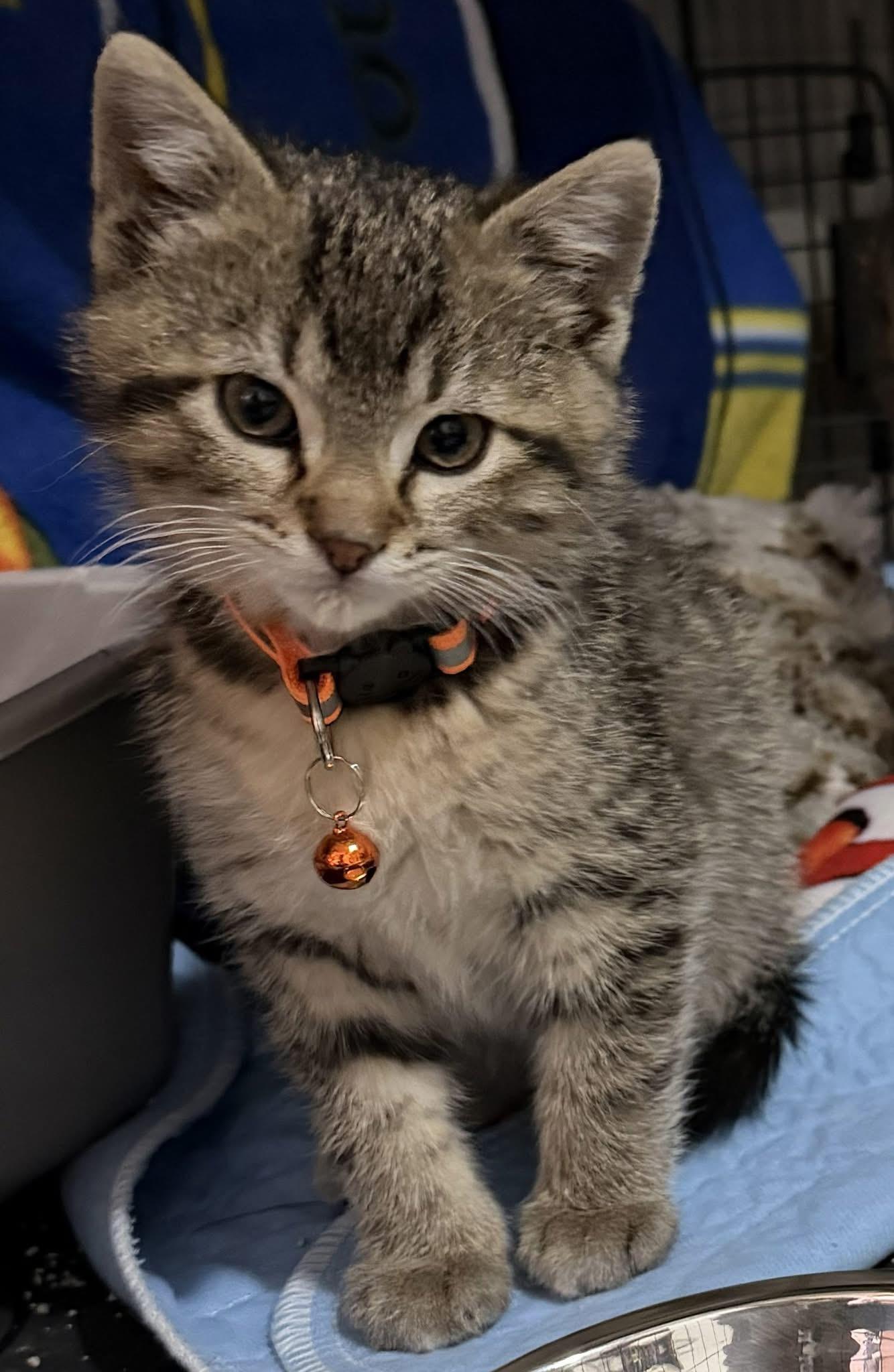 Enlarge Miles Morales, an adopted Tabby in GALESVILLE, WI image 2/6