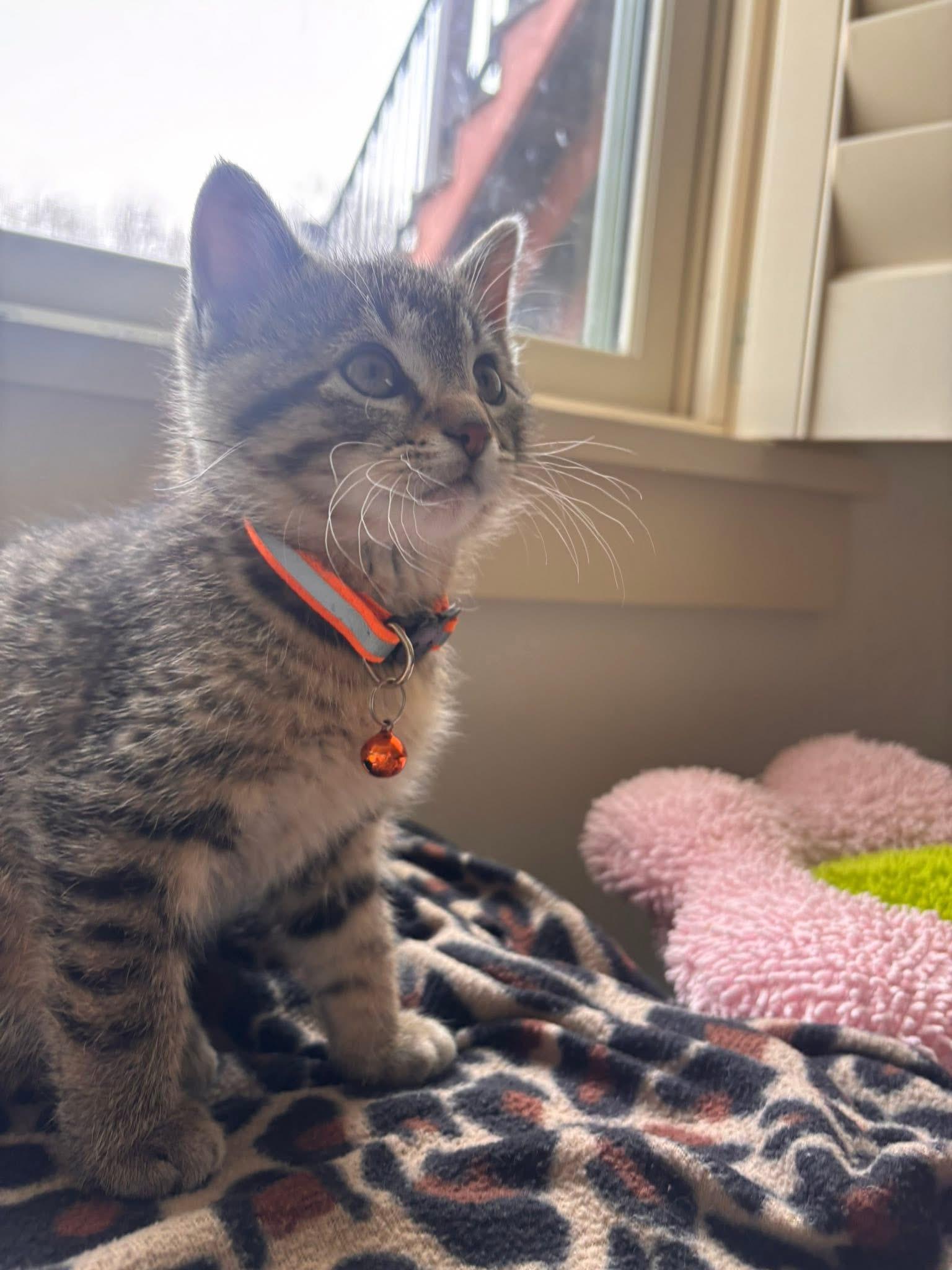 Enlarge Miles Morales, an adopted Tabby in GALESVILLE, WI image 3/6