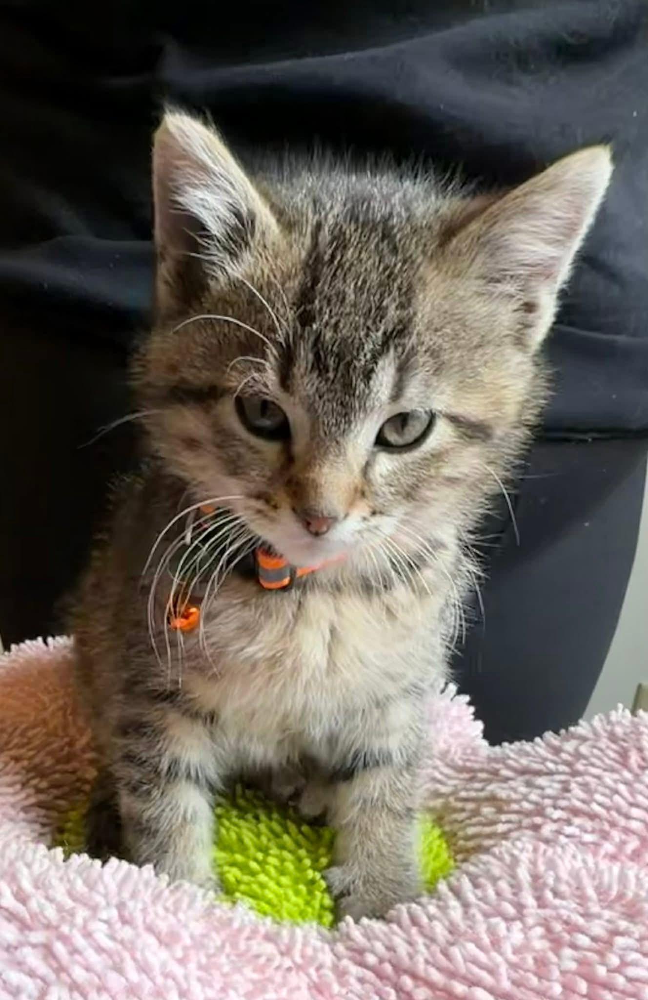 Enlarge Miles Morales, an adopted Tabby in GALESVILLE, WI image 5/6