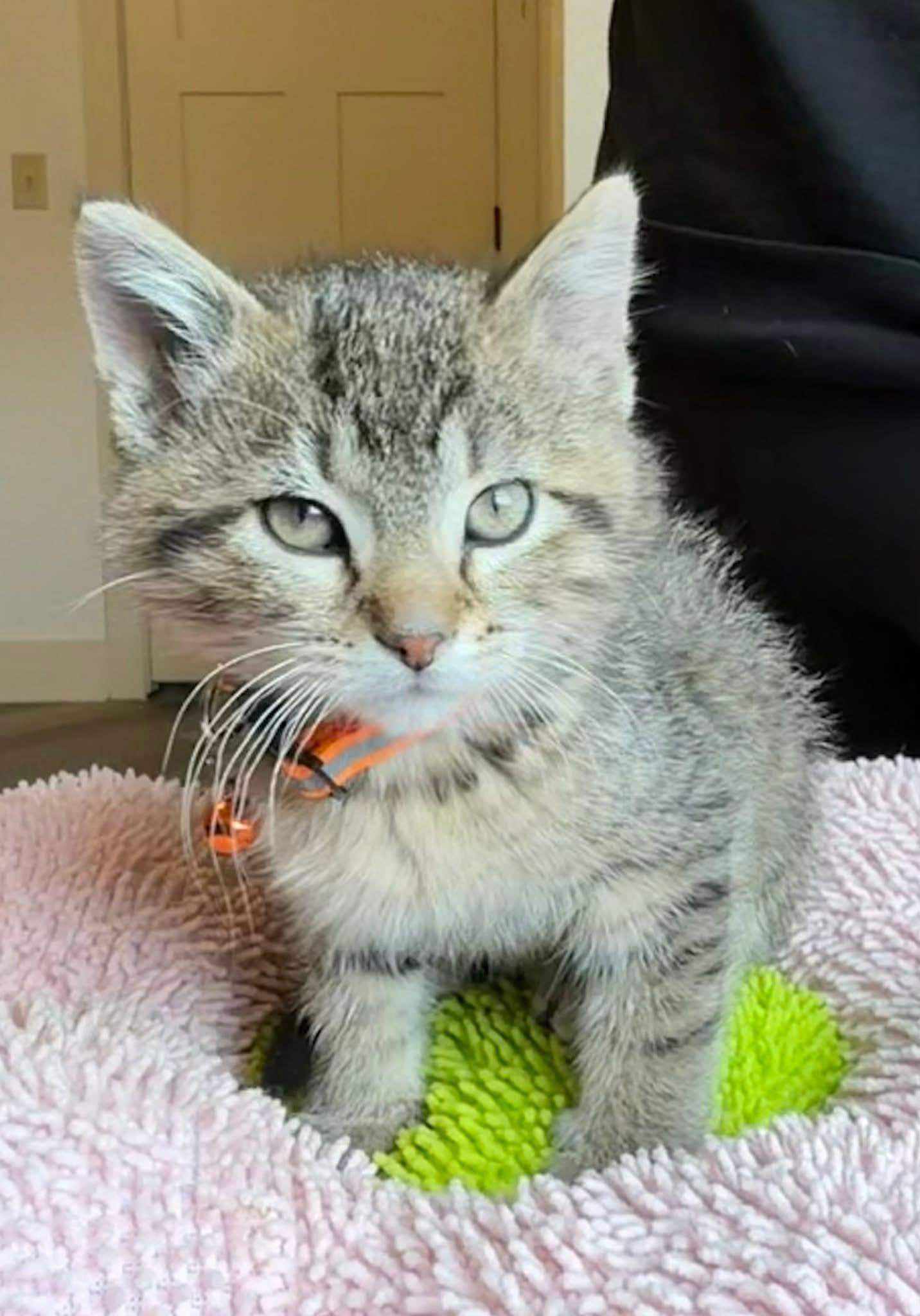 Enlarge Miles Morales, an adopted Tabby in GALESVILLE, WI image 6/6