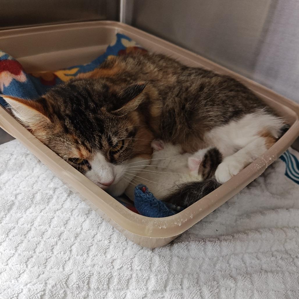 JOLA (YOH-LAH), Adoptable, Adult Female Domestic Long Hair.