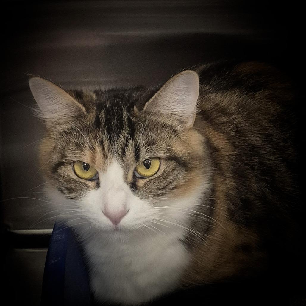 Enlarge JOLA (YOH-LAH), a Adoptable Domestic Long Hair in Upland, CA image 2/2