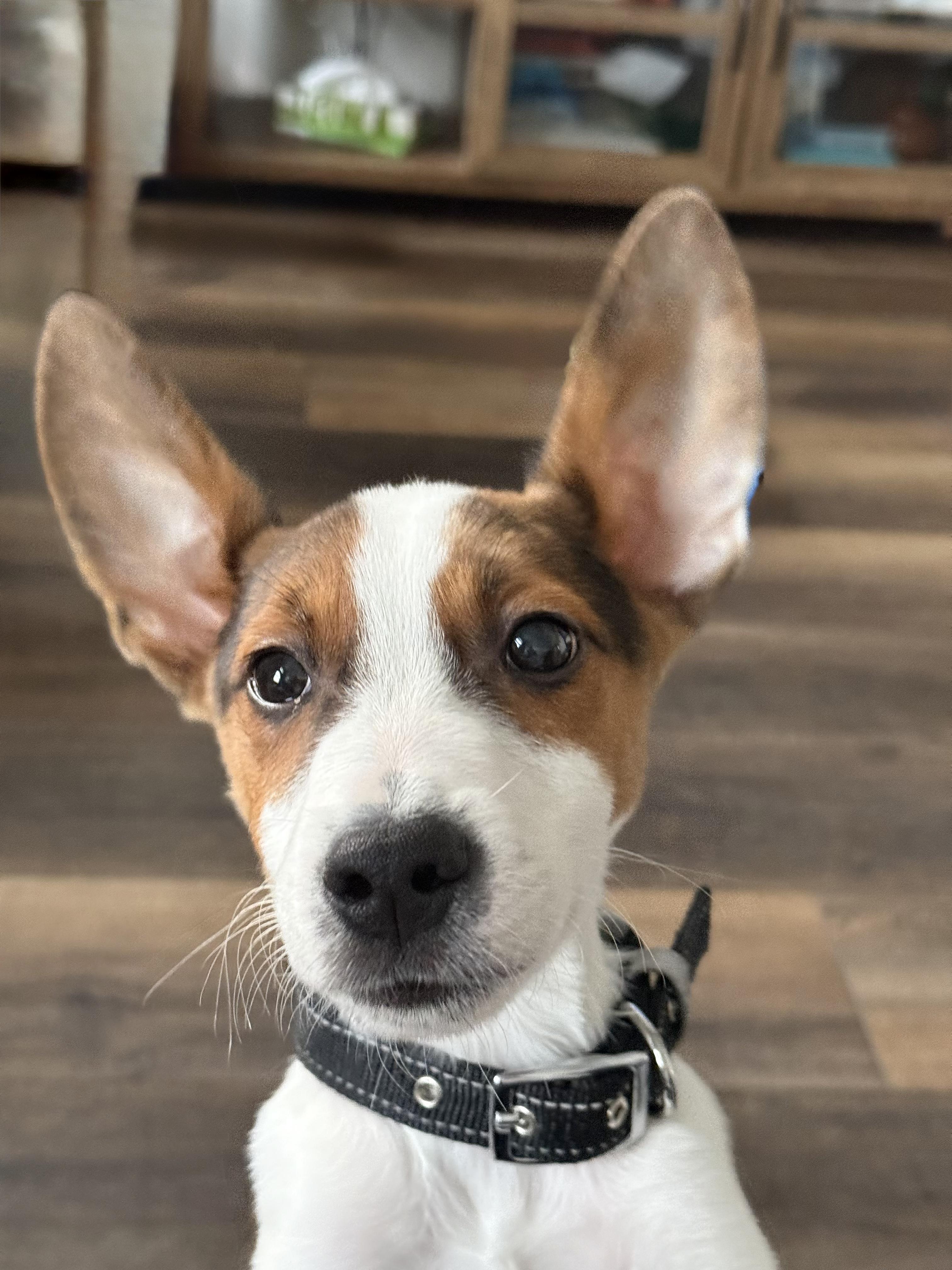 Enlarge Rolo, an adopted mixed breed in Macomb, MI image 2/3