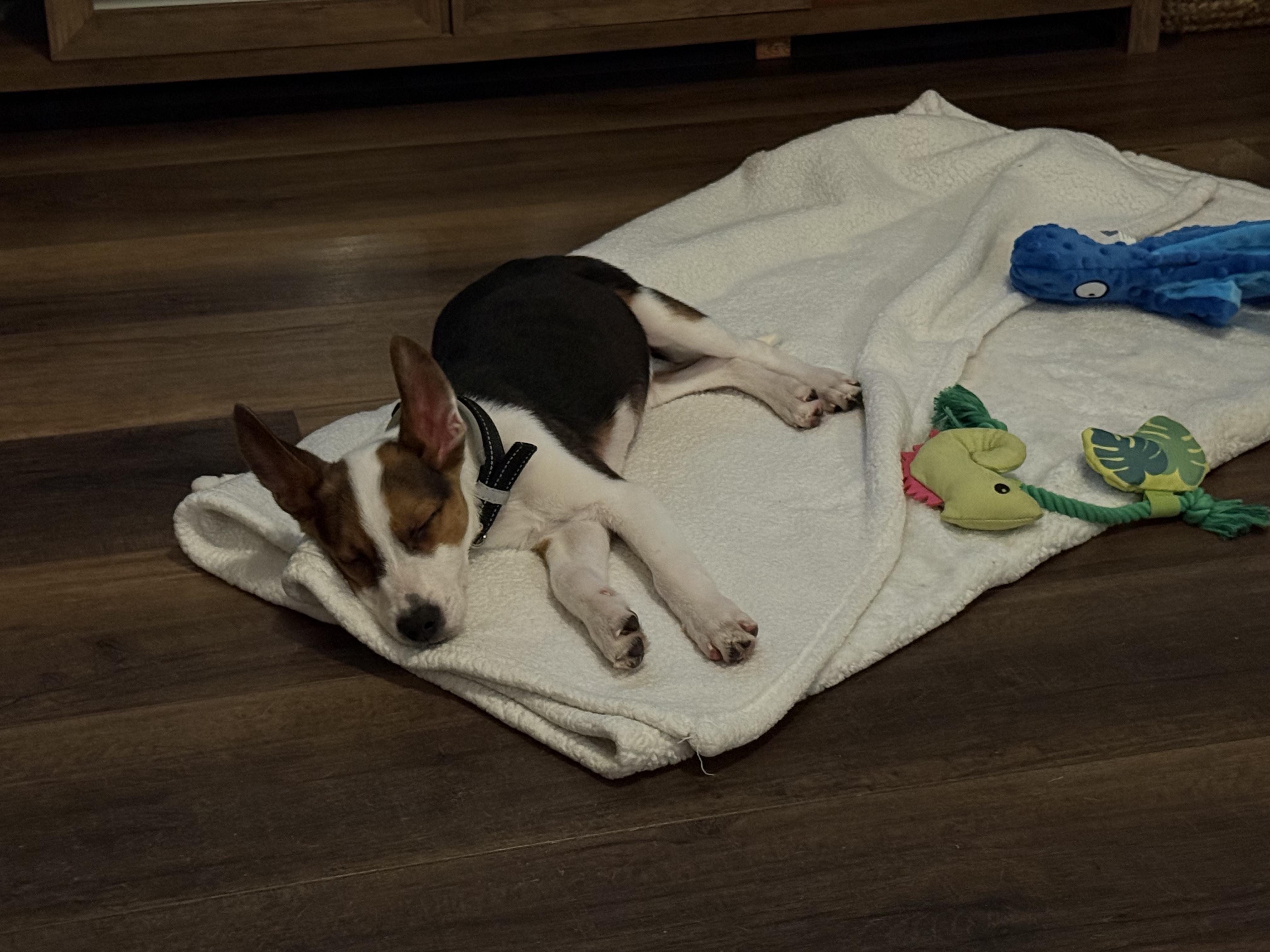 Enlarge Rolo, an adopted mixed breed in Macomb, MI image 3/3