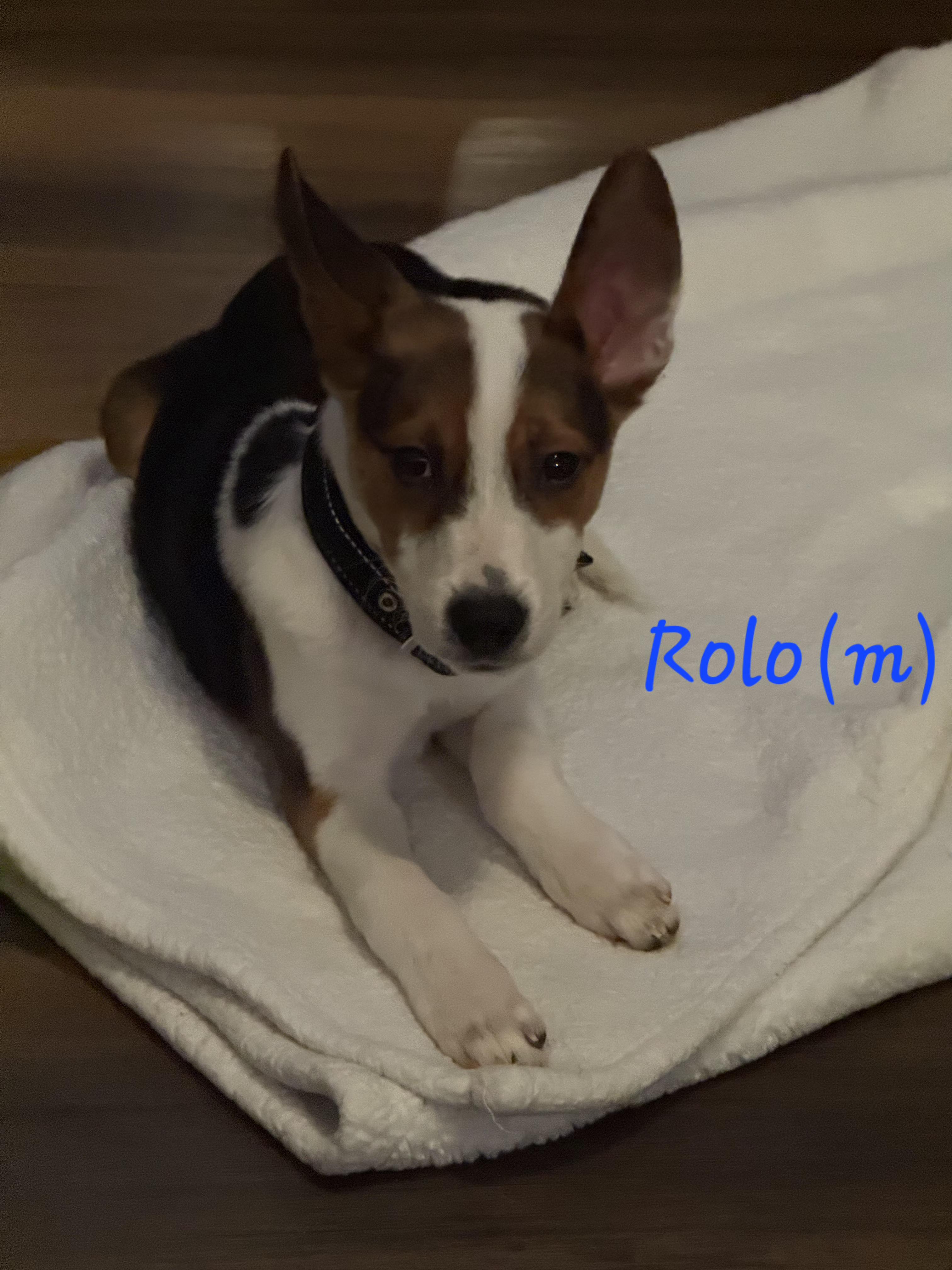 Enlarge Rolo, an adopted mixed breed in Macomb, MI image 1/3