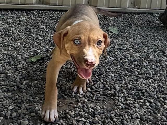 Enlarge THEODOSIA, a Adoptable mixed breed in Ames, IA image 1/1