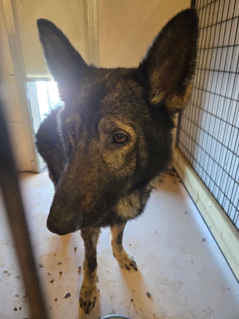 Mustang, Adoptable, Young Male German Shepherd Dog.