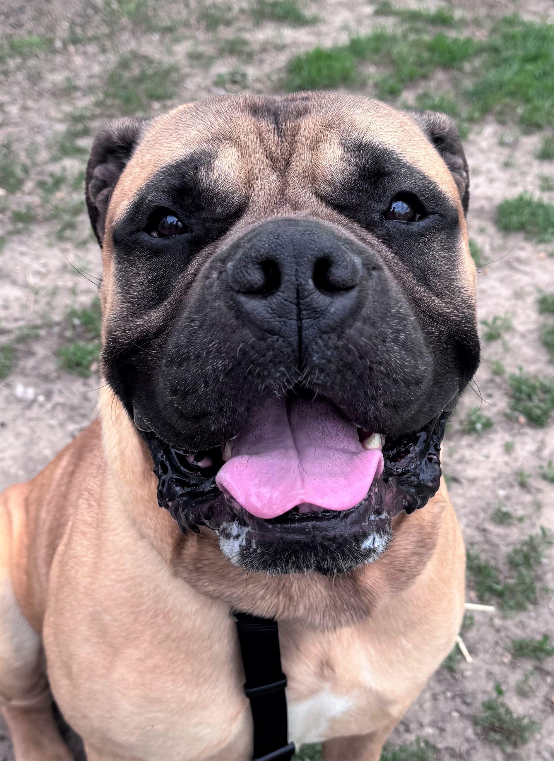 Enlarge Dudley, a ADOPTABLE mixed breed in Iowa City, IA image 1/3