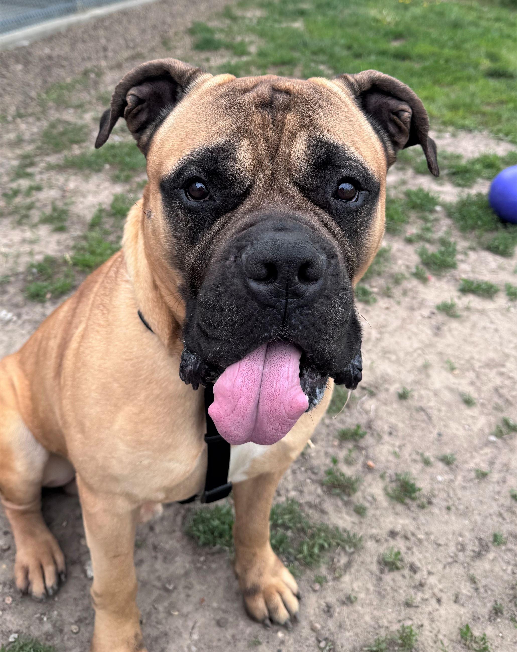 Enlarge Dudley, a ADOPTABLE mixed breed in Iowa City, IA image 2/3