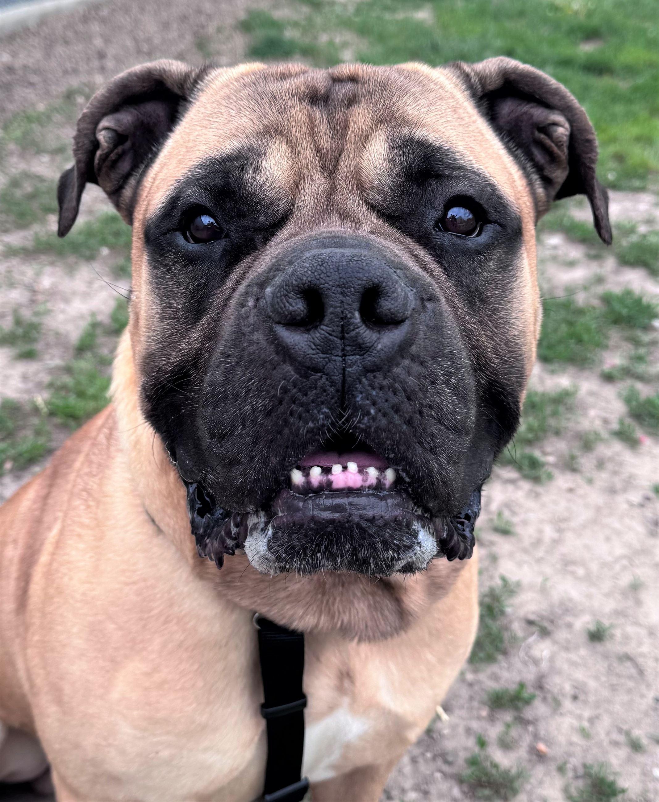 Enlarge Dudley, a ADOPTABLE mixed breed in Iowa City, IA image 3/3
