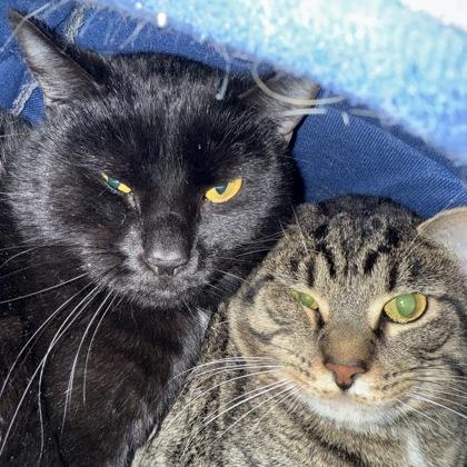 Lettuce, Adoptable, Adult Male Domestic Short Hair & Domestic Short Hair.