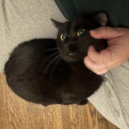 Lettuce, a Adoptable Domestic Short Hair in Merriam, KS image 2/2