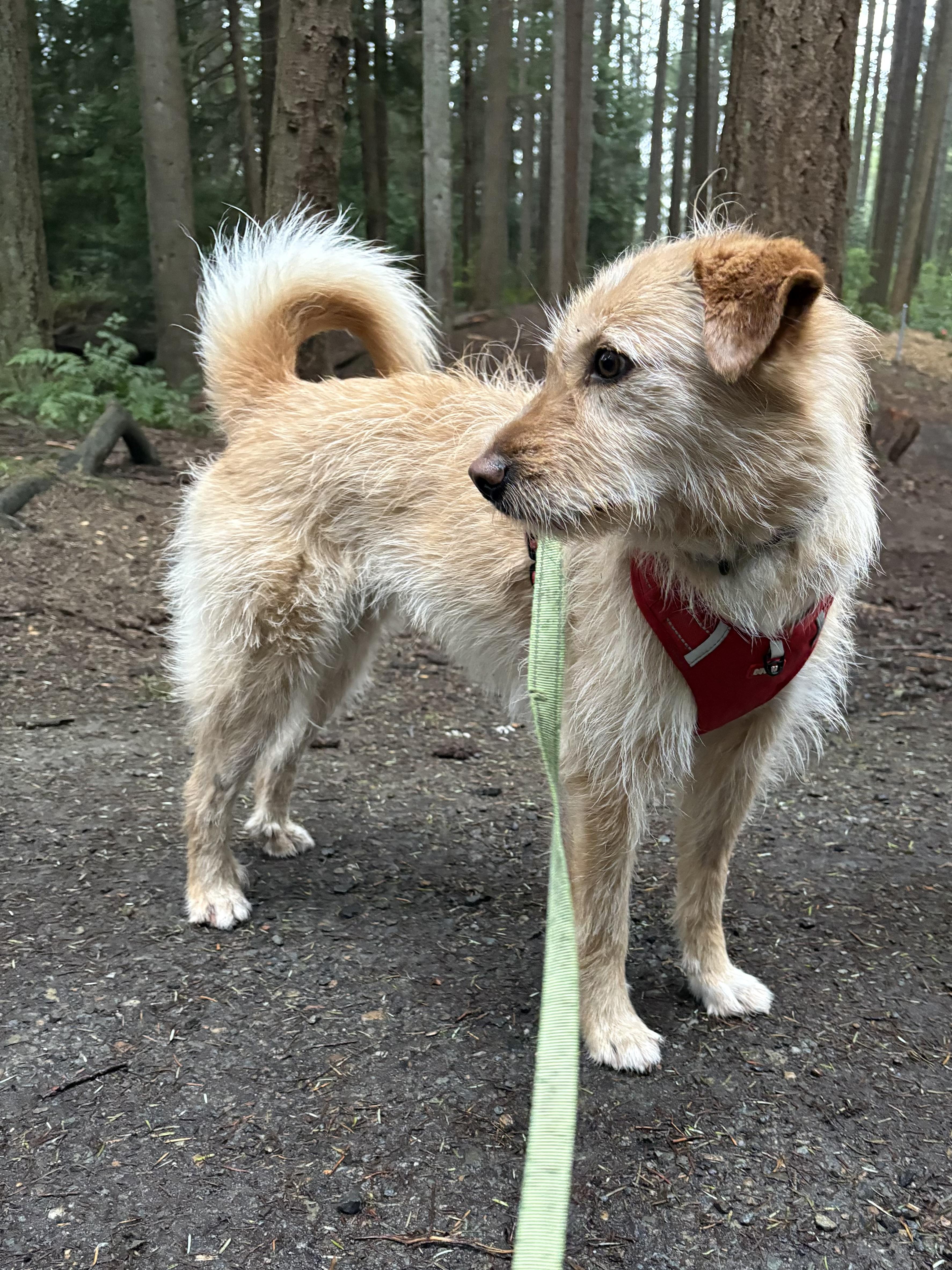 Enlarge Peach, a ADOPTABLE mixed breed in Lynnwood , WA image 4/6