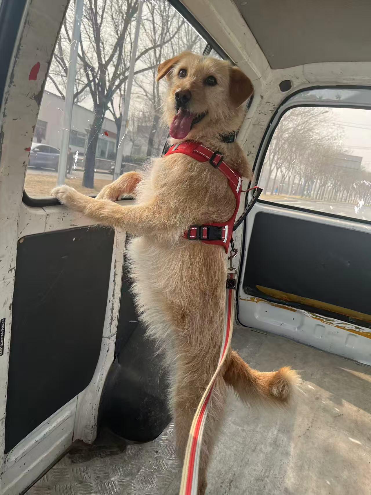 Peach, ADOPTABLE, Adult Female Border Terrier.