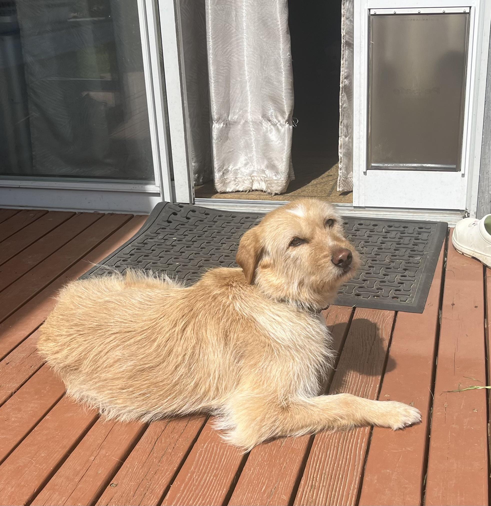 Enlarge Peach, a ADOPTABLE mixed breed in Lynnwood , WA image 3/6