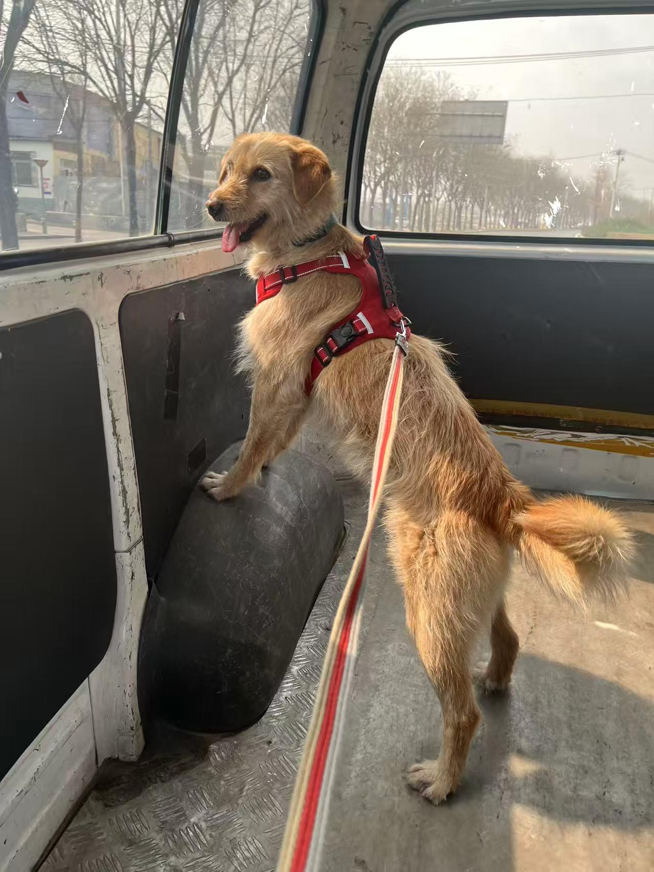 Peach, a ADOPTABLE mixed breed in Redmond, WA image 3/3