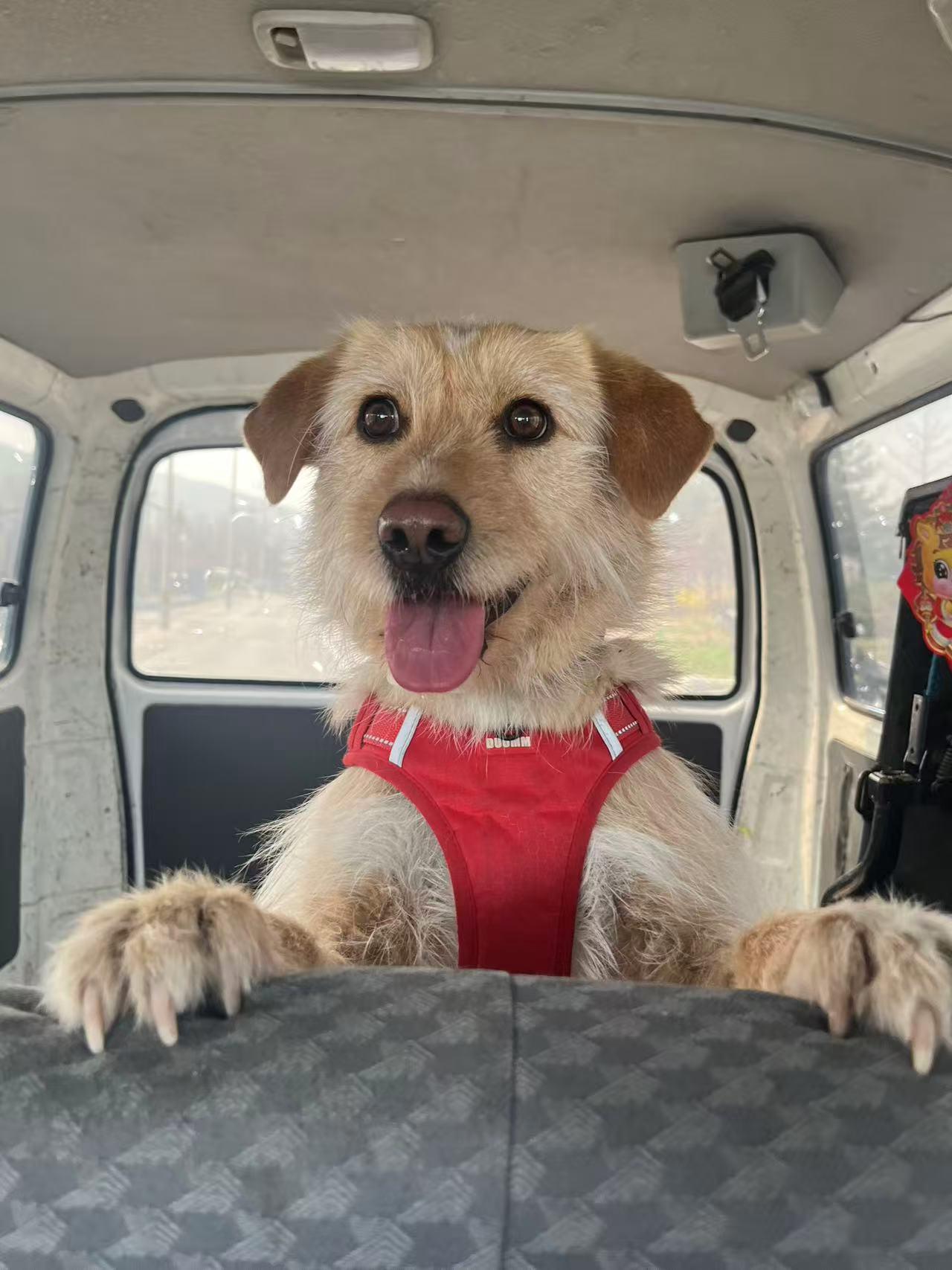 Peach, ADOPTABLE, Adult Female Border Terrier.