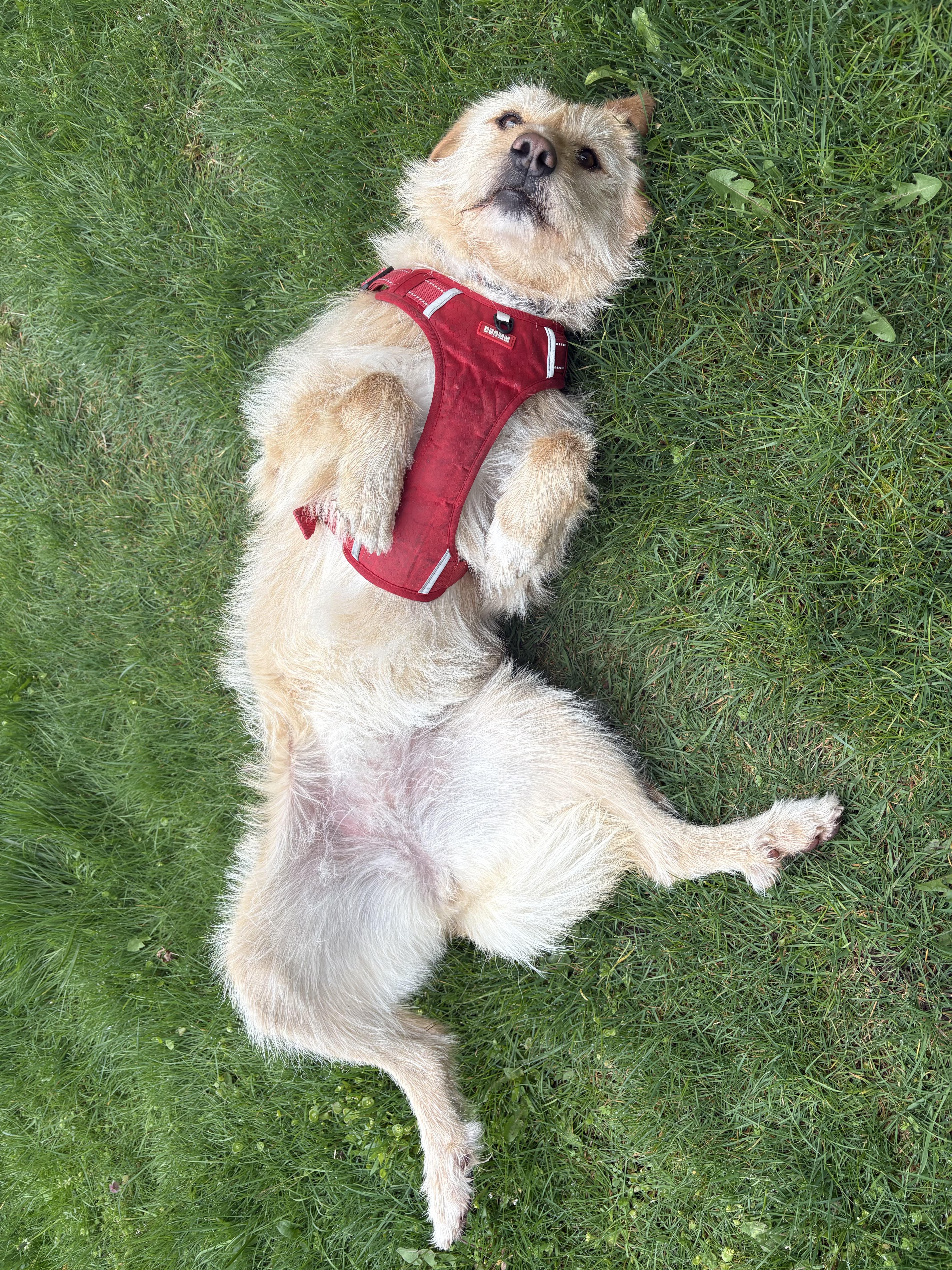 Enlarge Peach, a ADOPTABLE mixed breed in Lynnwood , WA image 5/6