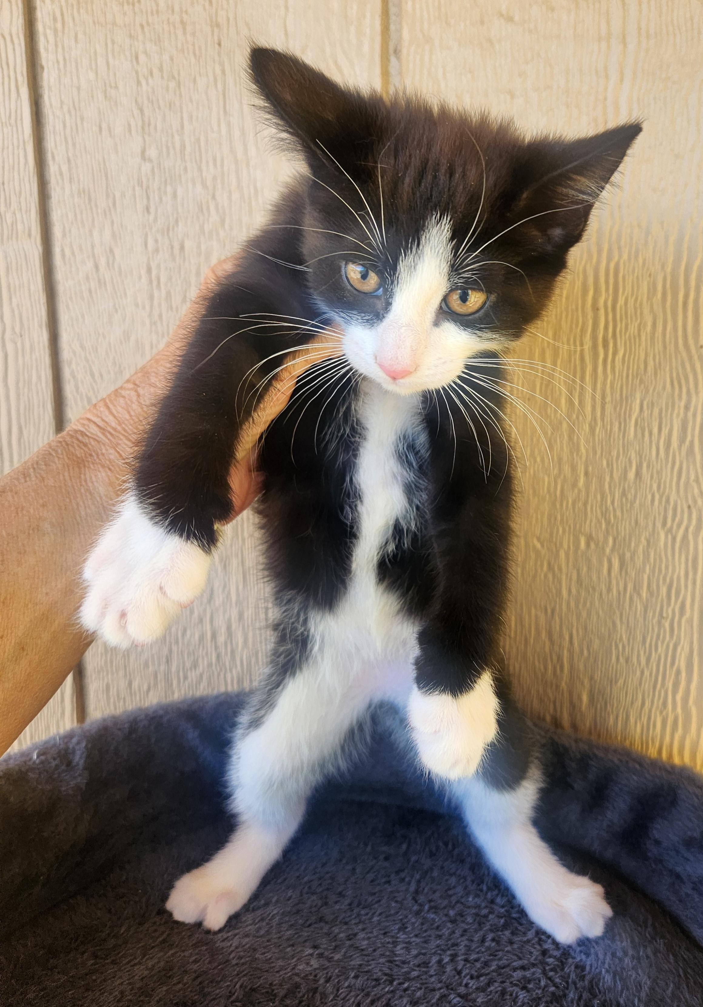Terry, a ADOPTABLE Domestic Medium Hair in Yarnell, AZ image 1/2