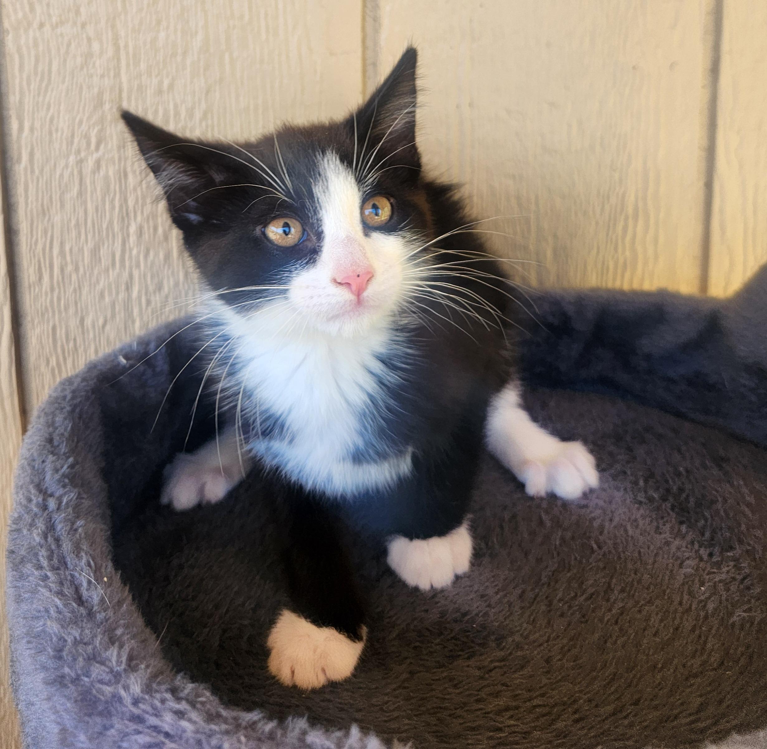 Terry, a ADOPTABLE Domestic Medium Hair in Yarnell, AZ image 2/2