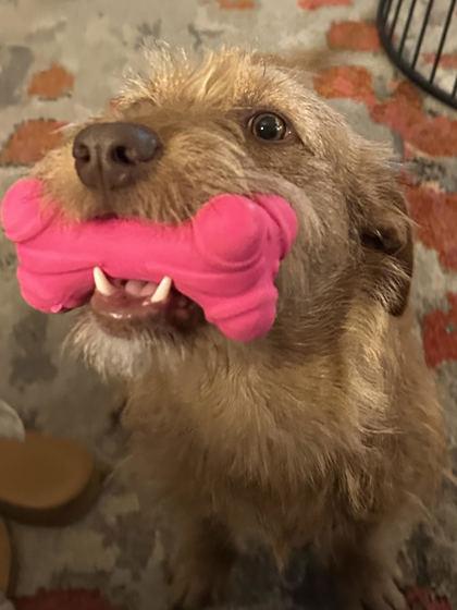 Tigger *IN FOSTER*, Adoptable, Young Male Terrier & Mixed Breed.