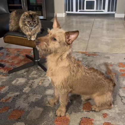 Enlarge Tigger *IN FOSTER*, a Adoptable mixed breed in Scottsdale, AZ image 2/3