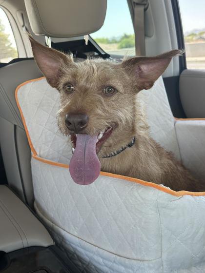 Enlarge Tigger *IN FOSTER*, a Adoptable mixed breed in Scottsdale, AZ image 3/3