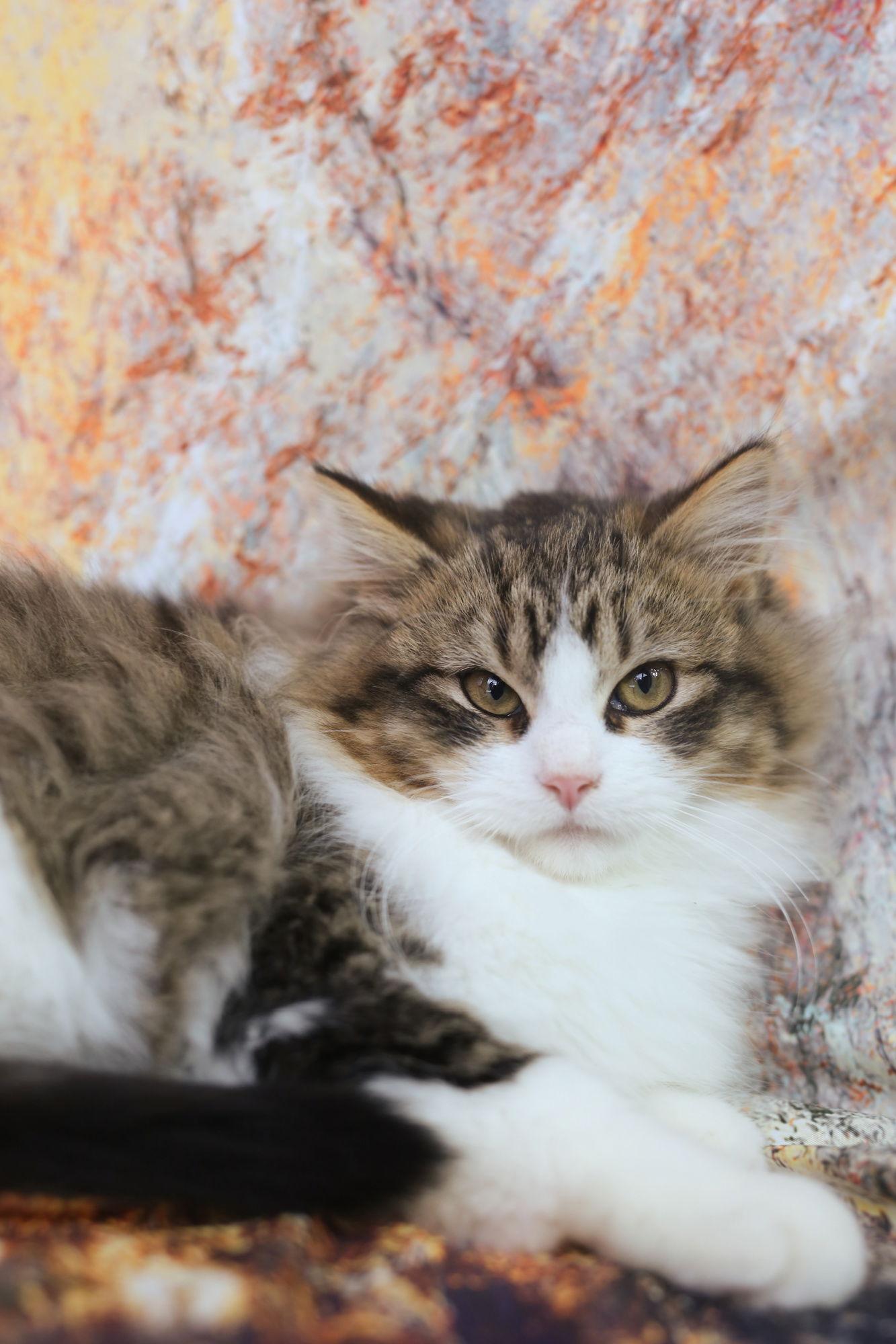Tibbetts (Adoption Pending), Adoptable, Young Male Domestic Medium Hair.