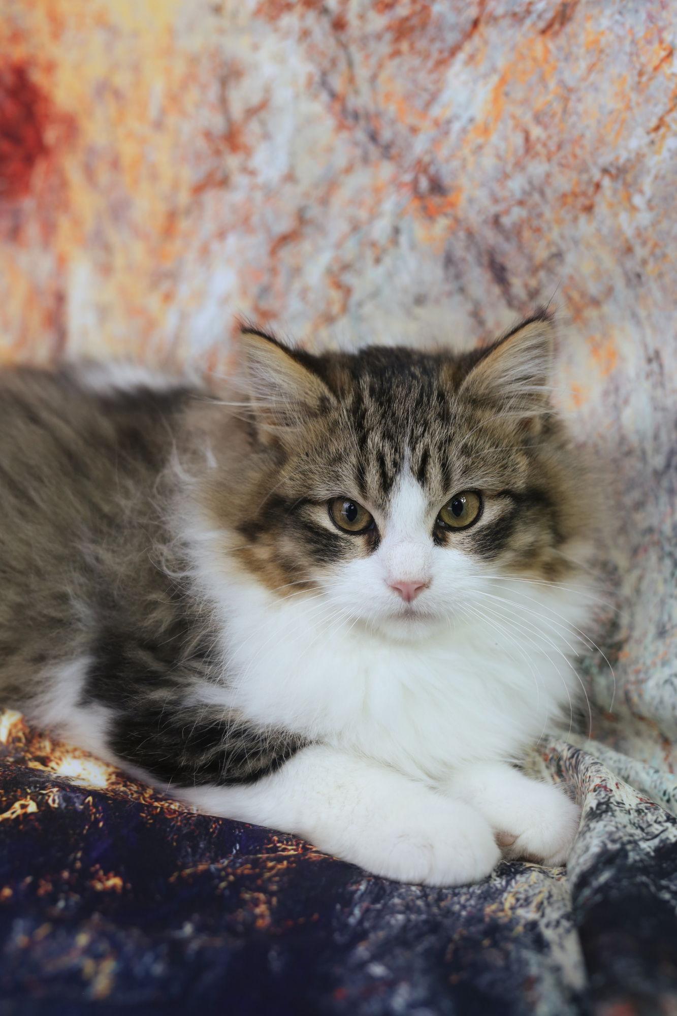 Enlarge Tibbetts (Adoption Pending), a Adopted Domestic Medium Hair in New Prague, MN image 2/3