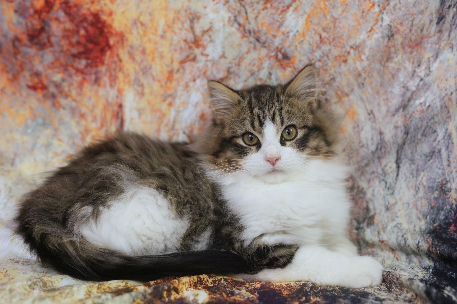 Enlarge Tibbetts (Adoption Pending), a Adopted Domestic Medium Hair in New Prague, MN image 3/3