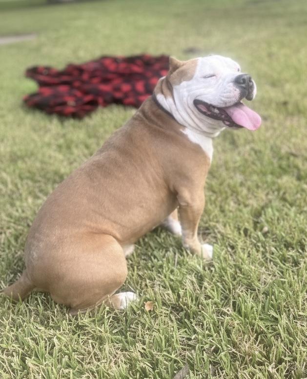 Jacob, a Adoptable mixed breed in Cypress, TX image 2/6