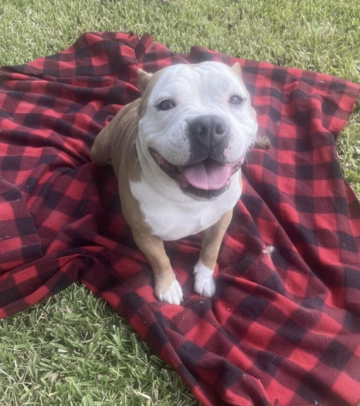 Jacob, a Adoptable mixed breed in Cypress, TX image 3/6