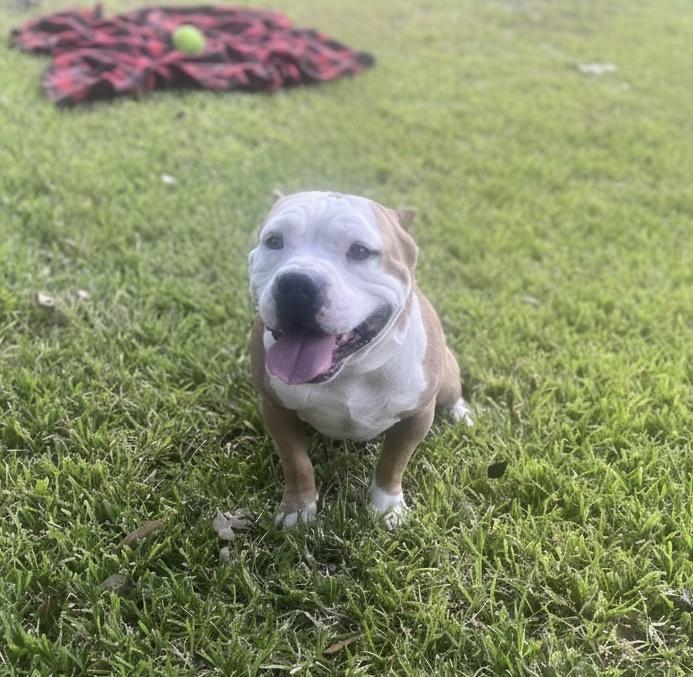 Jacob, a Adoptable mixed breed in Cypress, TX image 4/6