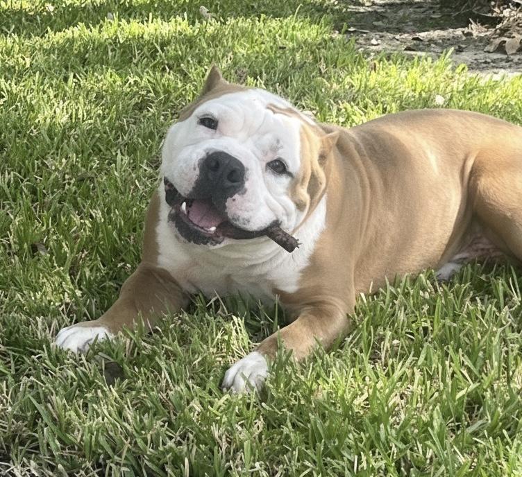 Jacob, Adoptable, Adult Male American Bully.