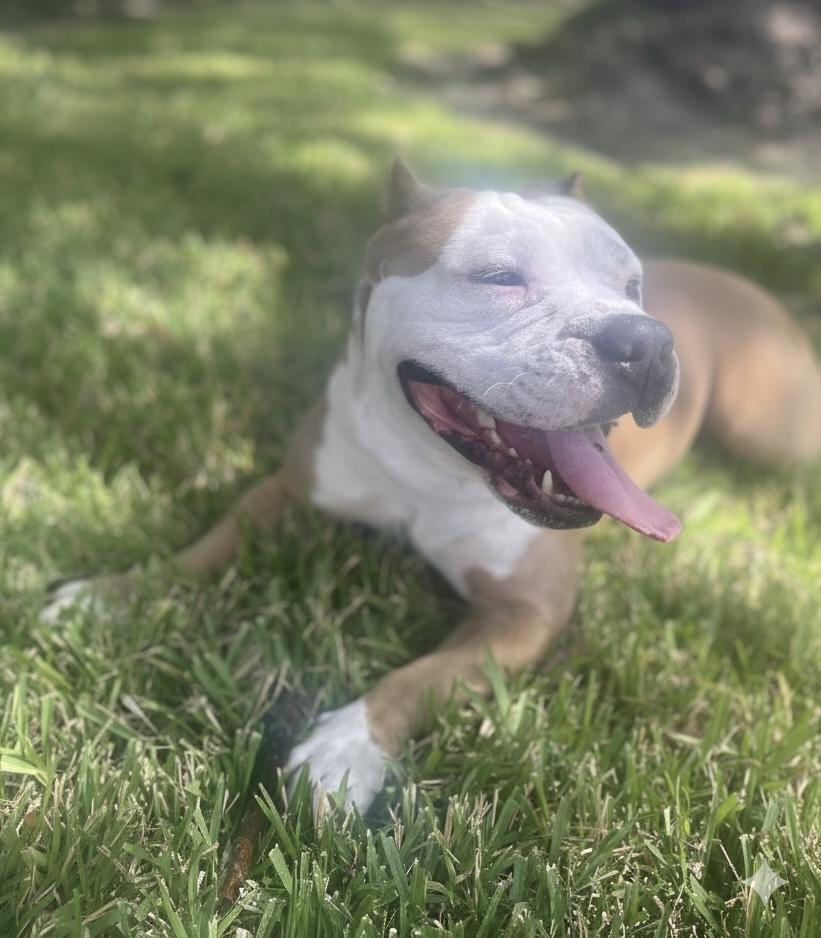 Jacob, a Adoptable mixed breed in Cypress, TX image 5/6