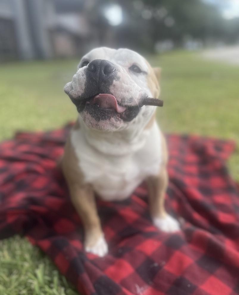 Jacob, a Adoptable mixed breed in Cypress, TX image 6/6