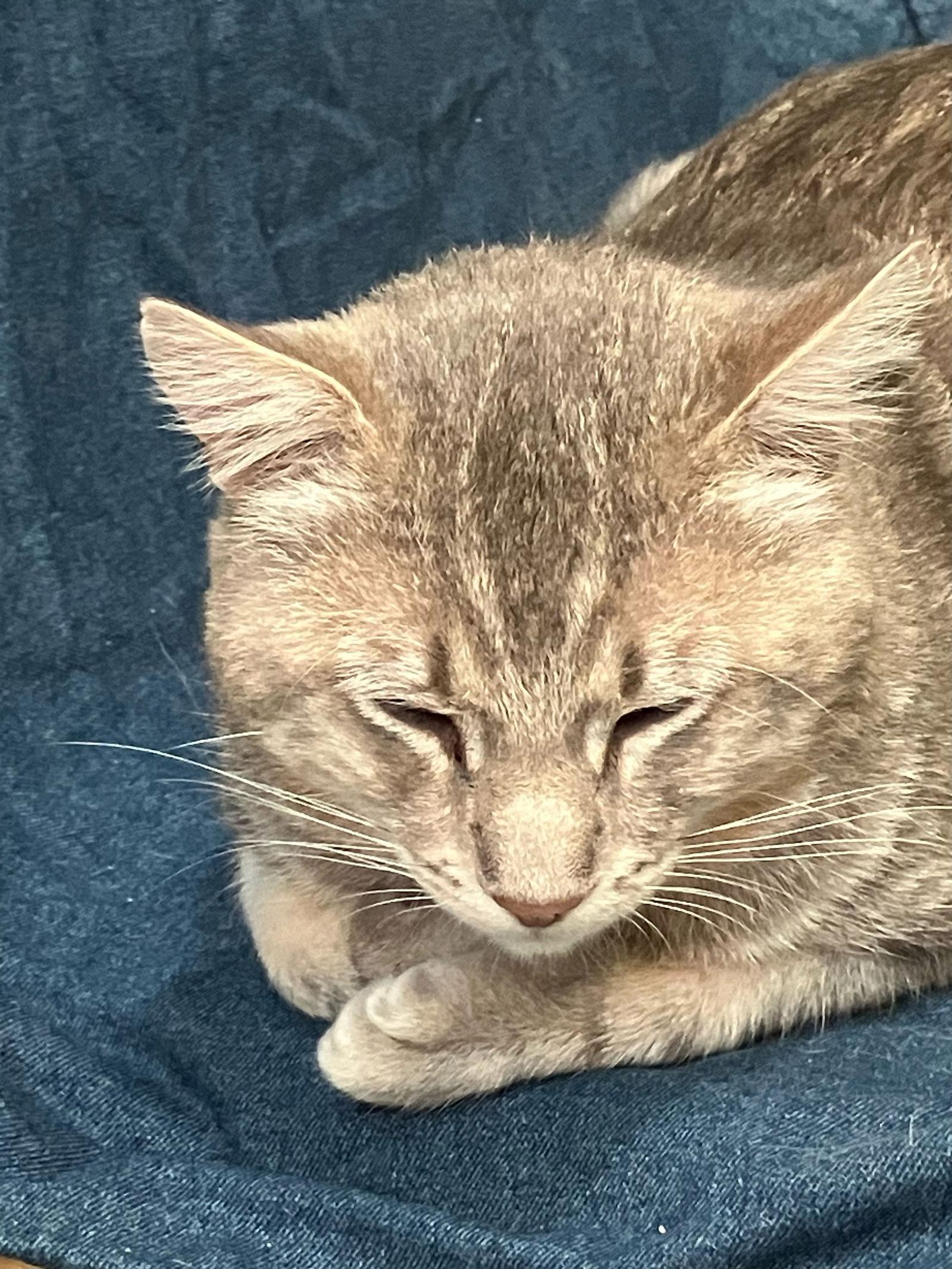 Archer, Adoptable, Adult Male Domestic Short Hair.