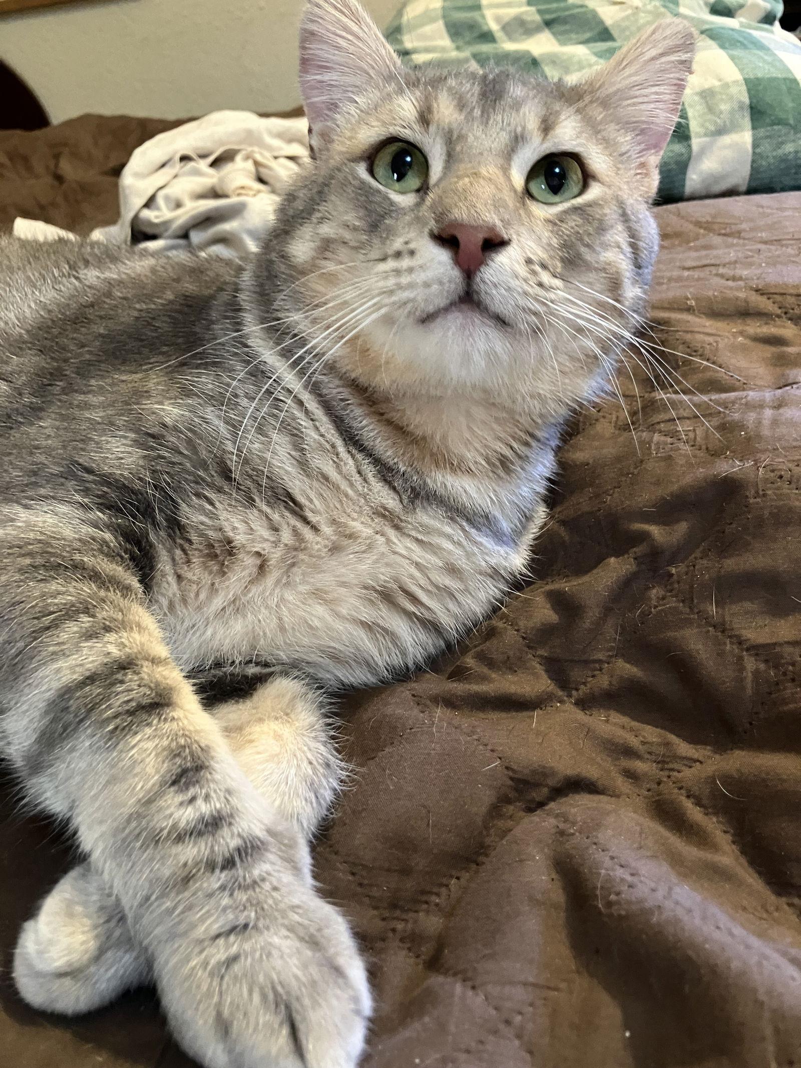 Enlarge Archer, a Adoptable Domestic Short Hair in San Jose, CA image 2/3