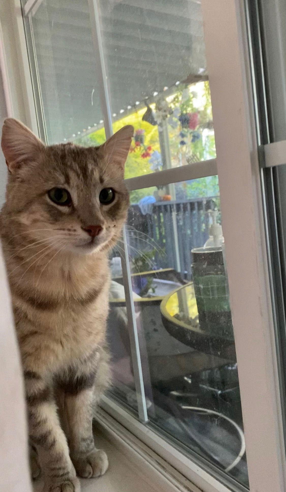 Enlarge Archer, a Adoptable Domestic Short Hair in San Jose, CA image 3/3