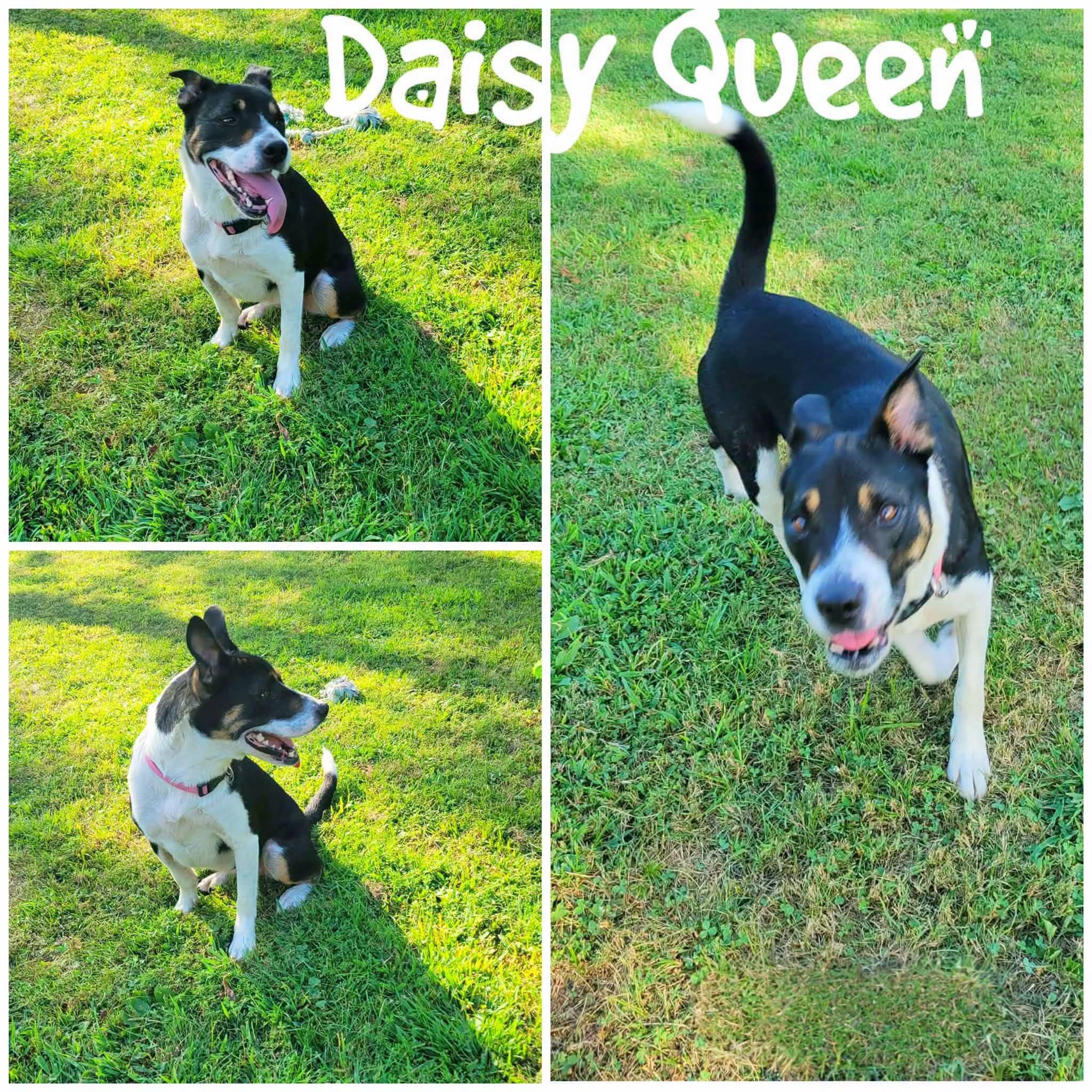 Daisy Queen, Adoptable, Adult Female Border Collie.