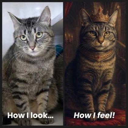 Enlarge Patricia, a ADOPTABLE Domestic Short Hair in Lewiston, ME image 2/3