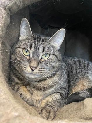 Enlarge Patricia, a ADOPTABLE Domestic Short Hair in Lewiston, ME image 1/4