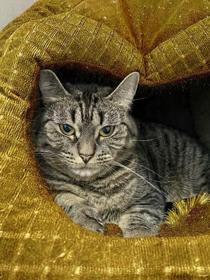 Enlarge Patricia, a ADOPTABLE Domestic Short Hair in Lewiston, ME image 1/3