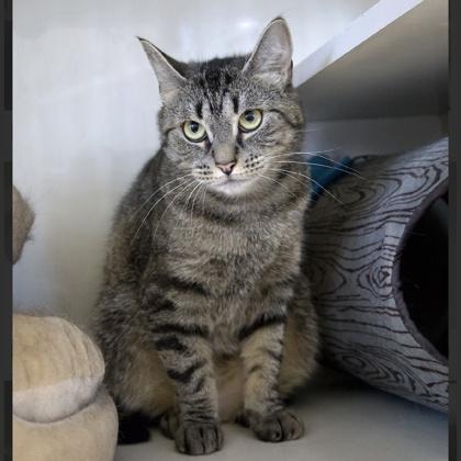 Enlarge Patricia, a ADOPTABLE Domestic Short Hair in Lewiston, ME image 3/3