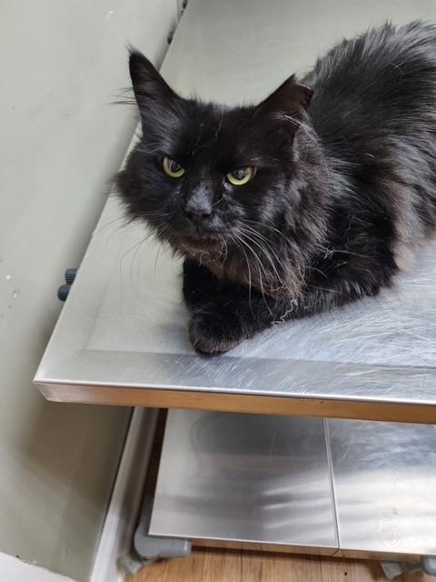 Miguel, Adoptable, Adult Male Domestic Long Hair.